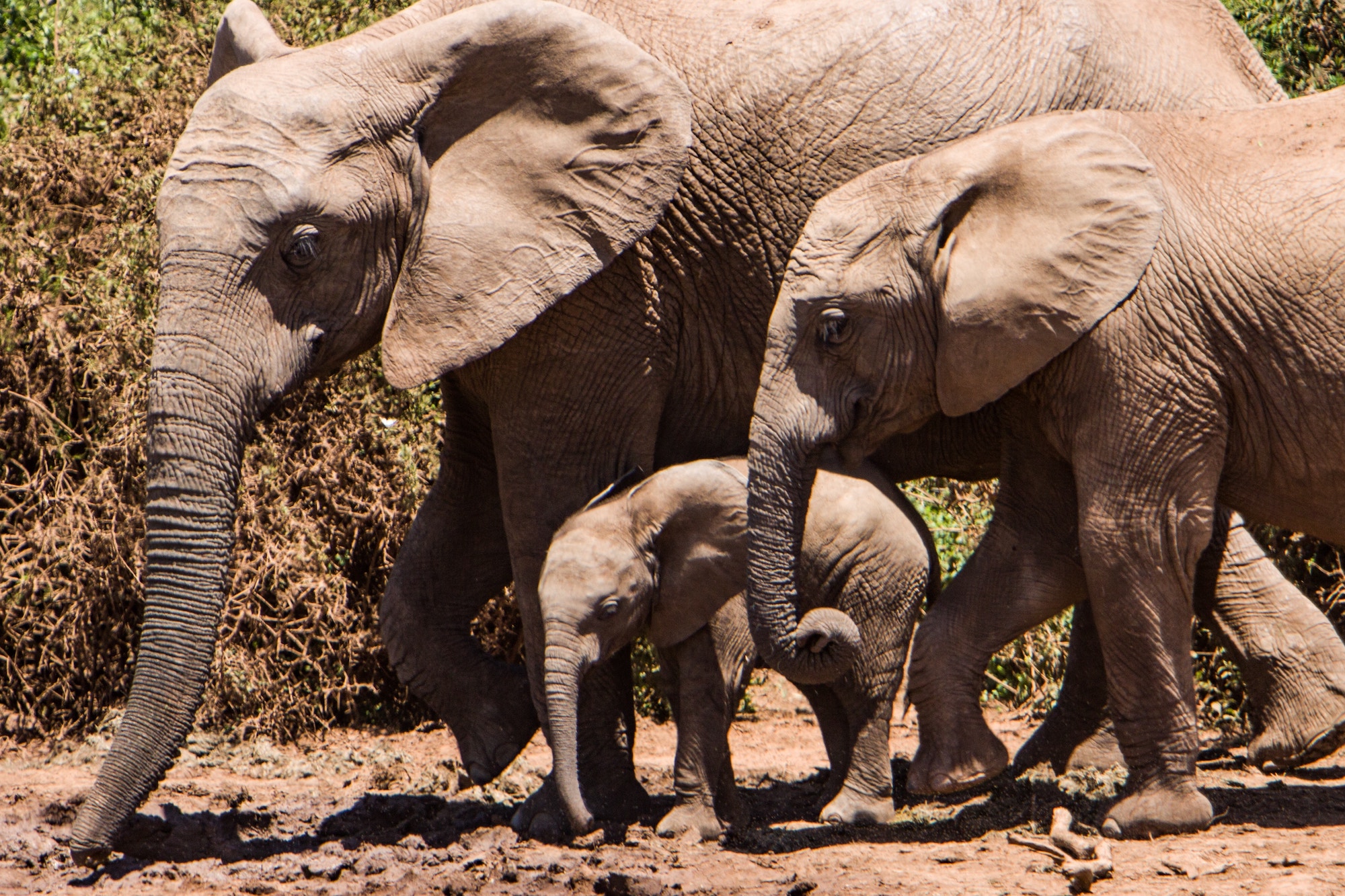 Three Elephants In The Impact Investing Room 