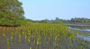 mangrove seedlings